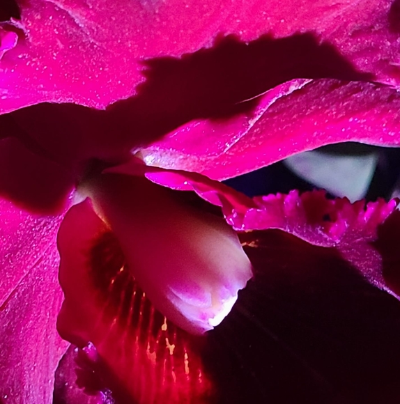 melvelia